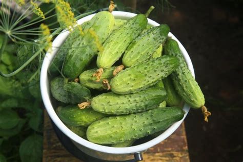 Some sources say that cucumbers can be fussy about being transplanted. How to Grow Cucumbers From Seed (5 EASY Tips) - The ...