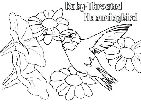 Children's coloring pages online allow your. Ruby Throated Hummingbird Coloring Pages at GetDrawings ...