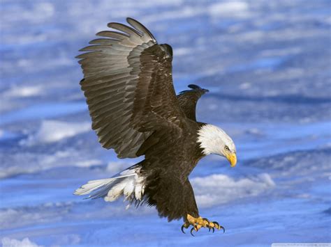 Bald Eagle In Flight Alaska Ultra Hd Desktop Background Wallpaper For