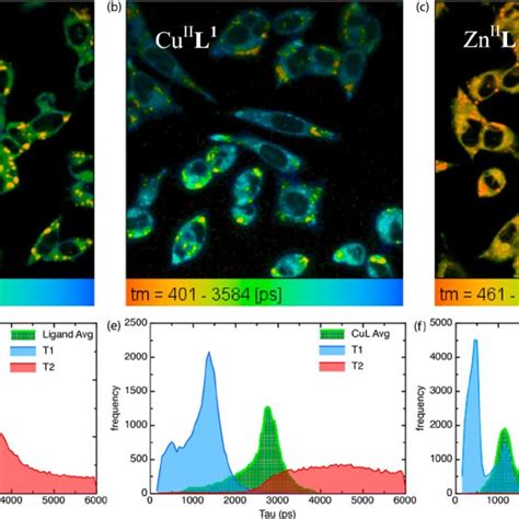 Fluorescence Lifetime Images With Color Scales Mapping The Mean Fl