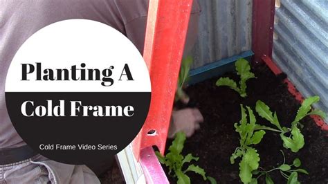Planting A Cold Frame In This Video I Show You How I Planted The Cold