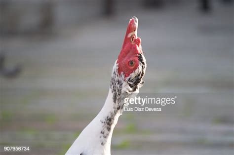 Duck Stretching His Neck High Res Stock Photo Getty Images