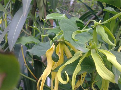 Dalam botani, flora mempunyai dua maksud. Flora dan Fauna Khas Sumatera Utara | Sharing Bareng