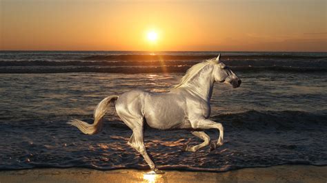 4k Horses Wallpapers High Quality Download Free