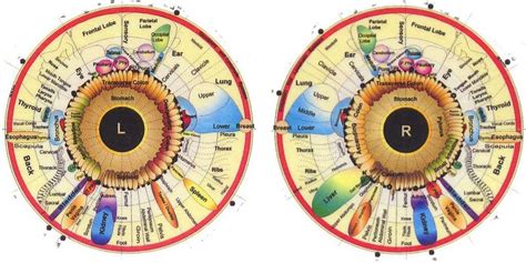 How To Read Iridology Chart The Definitive Guide Iriscope