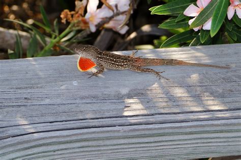 Alejandro Pepper Farm Texas Brown Anole Lizard