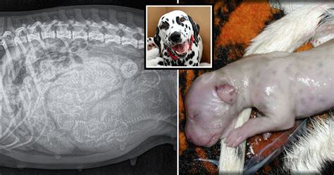 Before labor, a dog will show clear signs that she is going to give birth. Pregnant Dalmatian with giant belly is about to give birth ...