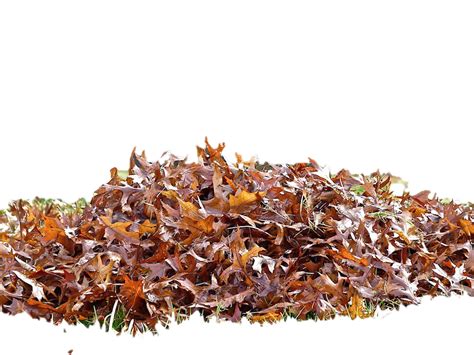 Leaf Pile Png Png Image Collection