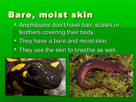 What is an amphibians body covered in