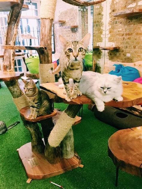 Making Paw Sitive Changes The Best Cat Cafés In The Uk
