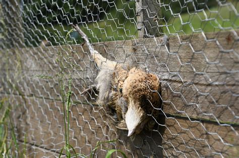 Dead Birds On Natural Resources Wales Land Animal Aid