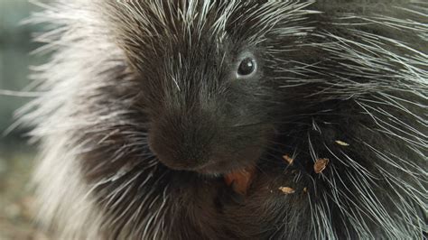Porcupines Give You 30000 Reasons To Back Off Kqed