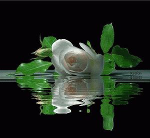 Album gallery,animated gif flowers images glitter,gif blog,images friends,facebook share,love glitter. El blog de Delsa: ROSAS, REINAS DEL JARDÍN