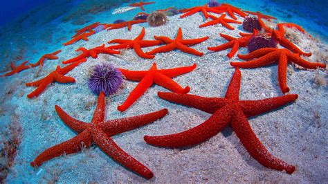 Red Starfish Bing Wallpaper Download