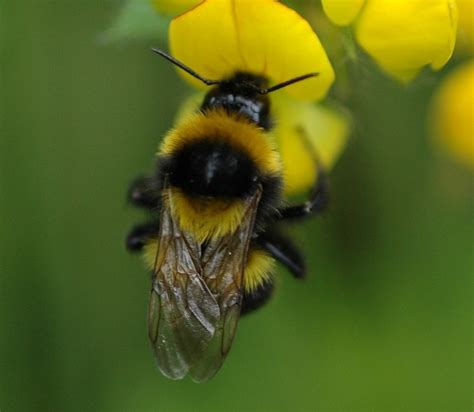 Ruderal Bumblebee Bumblebee Conservation Trust