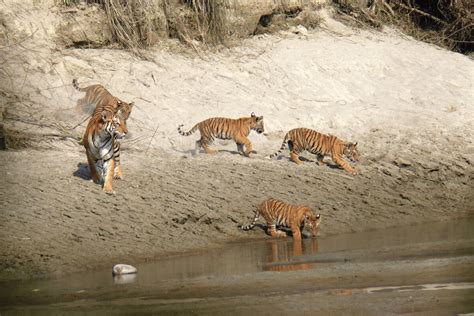 Nepals Tiger Conservation Too Successful Nepali Times