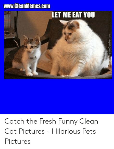 Grumpy cat memes youtube funny quotes for kids litle pups. 25+ Best Memes About Funny Clean Cat | Funny Clean Cat Memes