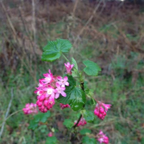 Red Flowering Currant Project Noah