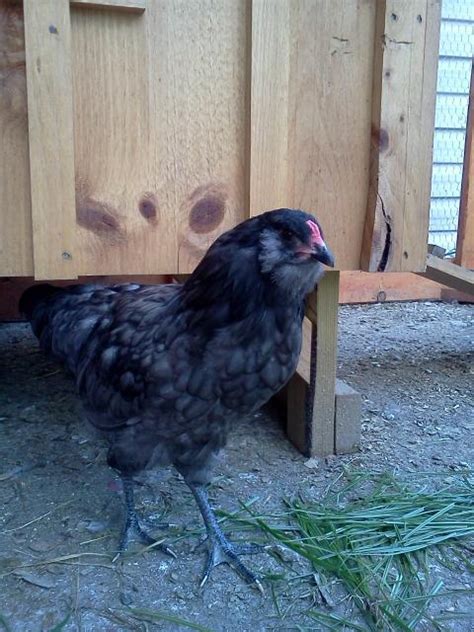 I'm so glad she transitioned into the flock last spring as well as she did. Blue Ameraucana cockerels - 14 weeks - FREE | BackYard ...