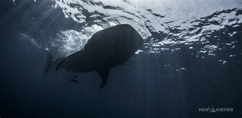 Leviathan Photo By Ken Kiefer National Geographic Your Shot