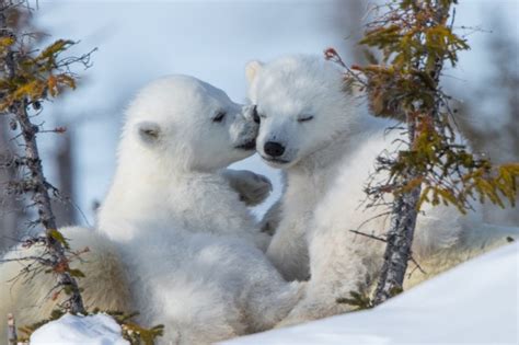 Wallpaper Polar Bears Cute Winter Snow Wallpapermaiden