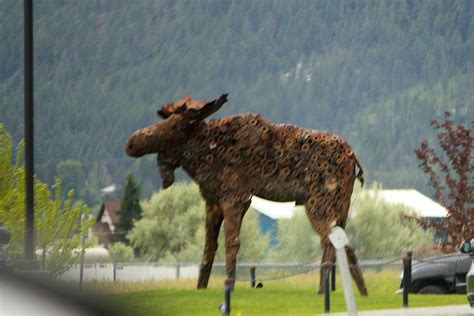 This helps the moose more easily jump over things lying in its path. Just How Big Do Moose Get? | This is a Moose Sculpture we ...