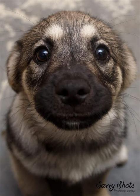 144 Best Images About Happy Puppy On Pinterest Pure Joy