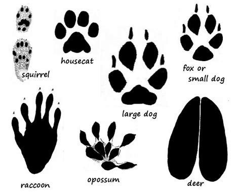 Maybe you would like to learn more about one of these? Animal Paw Print Guide | Coyote tracks in snow, Coyote ...