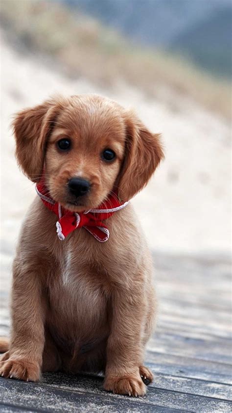 Puppy Wallpaper Kolpaper Awesome Free Hd Wallpapers
