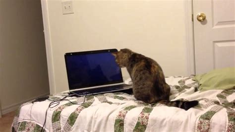 Cat Playing On The Computer Youtube