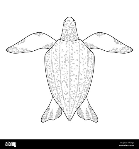 Leatherback Sea Turtle Outline Black And White Vector Illustration