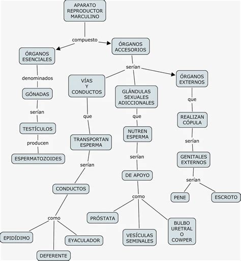 Aparato Reproductor Masculino Mapa Conceptual ¡guía Paso A Paso