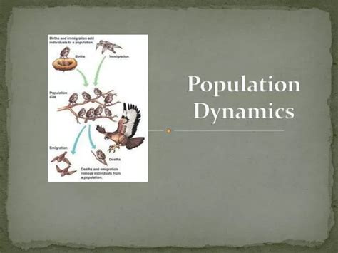 Ppt Population Dynamics Powerpoint Presentation Free Download Id