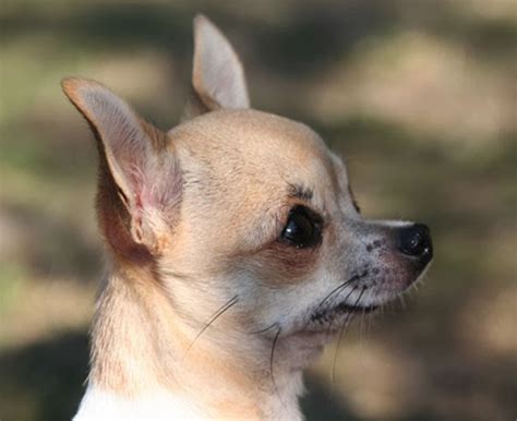 Apple Head Chihuahua Different Breeds Of Dogs Cute Dogs Pictures