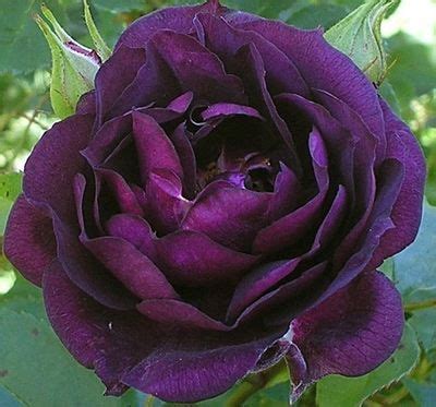 Bunga mawar adalah salah satu jenis bunga yang biasa dipakai untuk lambang romantisme, atau melambangkan ungkapan rasa kasih sayang kepada seseorang. gambar: Gambar Mawar Indah Lengkap