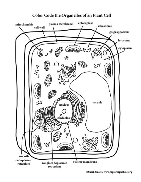Printable Cell Coloring Page