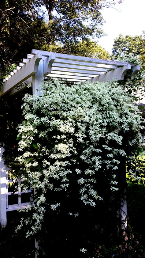 Check spelling or type a new query. Sweet Autumn Clematis in bloom on the arbor my hubby made ...