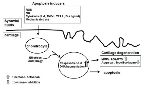 inducers of chondrocyte apoptosis download scientific diagram