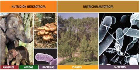 Heterótrofos Qué Organismos Son Nutrición Clasificación Ejemplos