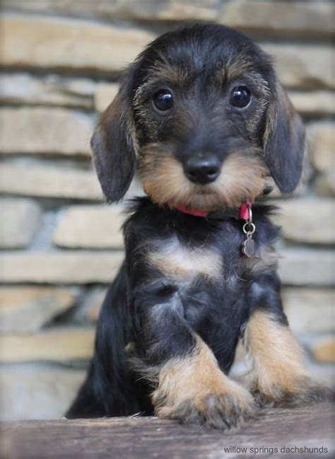 Short leg,smooth coat , microchipped , crate available and playing toys.11 weeks old. Pin by Isillyq on Wire Haired Dachshunds | Wire haired ...