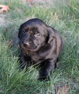 Mom is fox red and dad is white with darker markings. AKC Champion Hunting Lab Puppies!! Black & Chocolate! Due ...