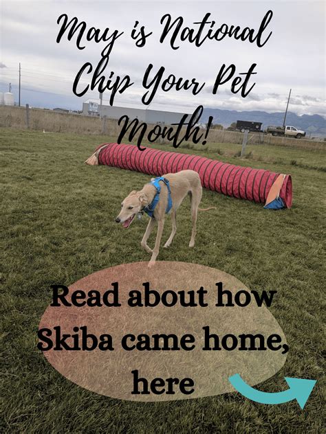 Pets taken out of the united states are subject upon return to the same regulations as those entering for the first time. May is National Chip Your Pet Month! - Vet in Bozeman ...