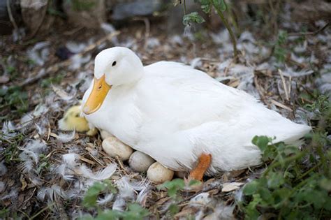 Duck Nest Stock Photos Pictures And Royalty Free Images Istock