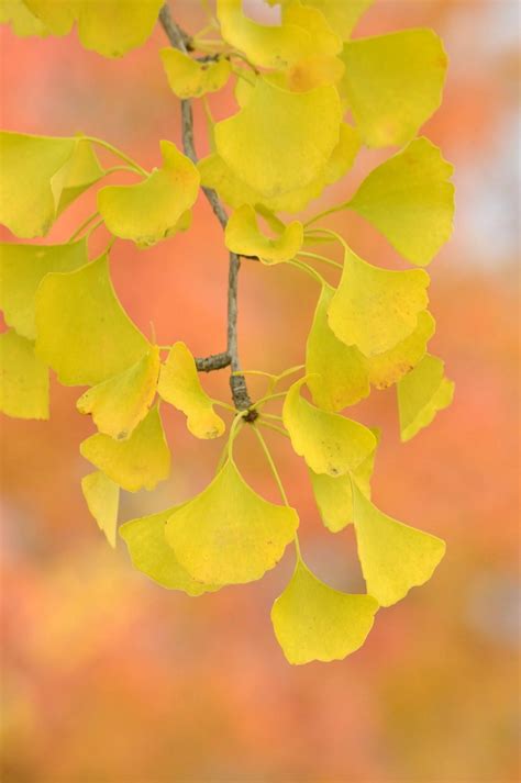 Yellow Fall Foliage Learn About Trees With Yellow Fall Leaves