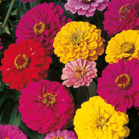 Giant cactus double mix zinnia's name is fitting because of the size and beauty of its blooms. Zinnia zaaien - Venema Zaden