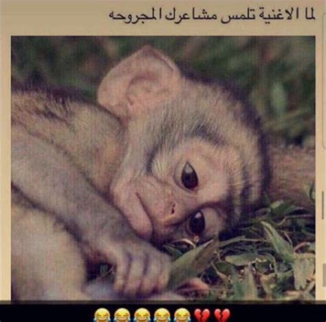 كوز مندس | نكات سودانية مع النجم ذاكر سعيد والمجموعة. اشياء مضحكة , اجمل والطف الصور عن الاشياء المضحكه - هل تعلم