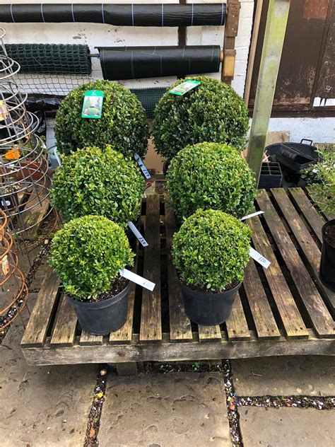 Buxus Topiary From £20 Bathford Nurseries