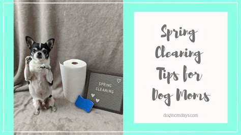 11 Spring Cleaning Tips For Dog Moms Dog Mom Days