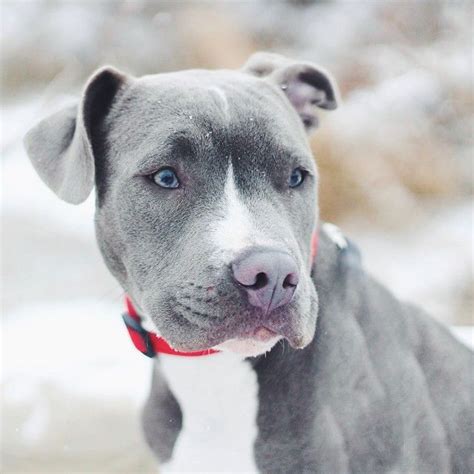 All Black Pitbull Puppies With Blue Eyes