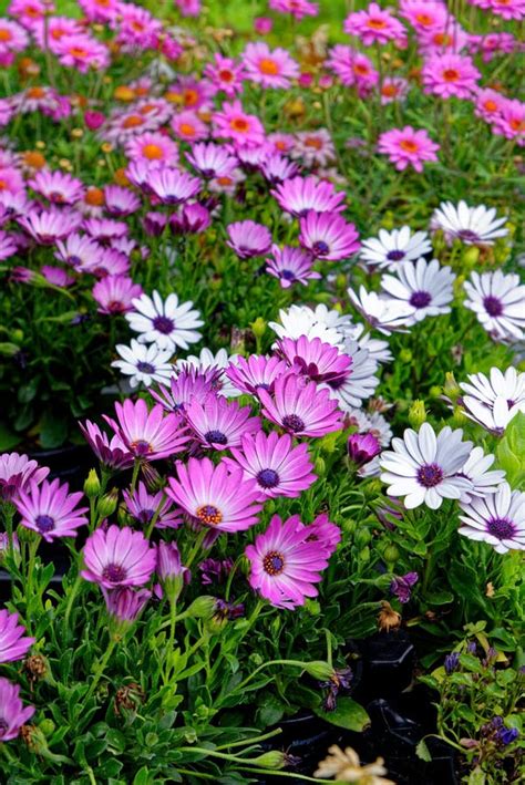 Closeup Of Purple Flowers African Daisies Stock Image Image Of